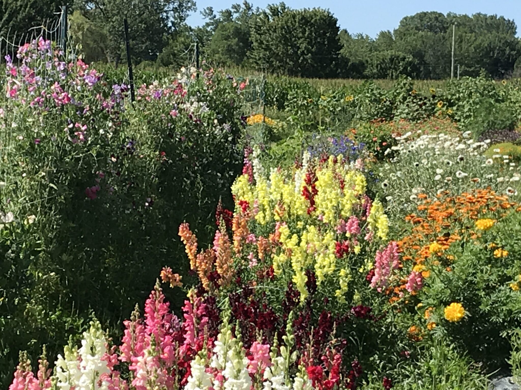 Les pousses - Gauthier fleurs et jardin