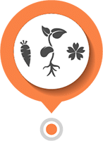 Semences fleurs et légumes