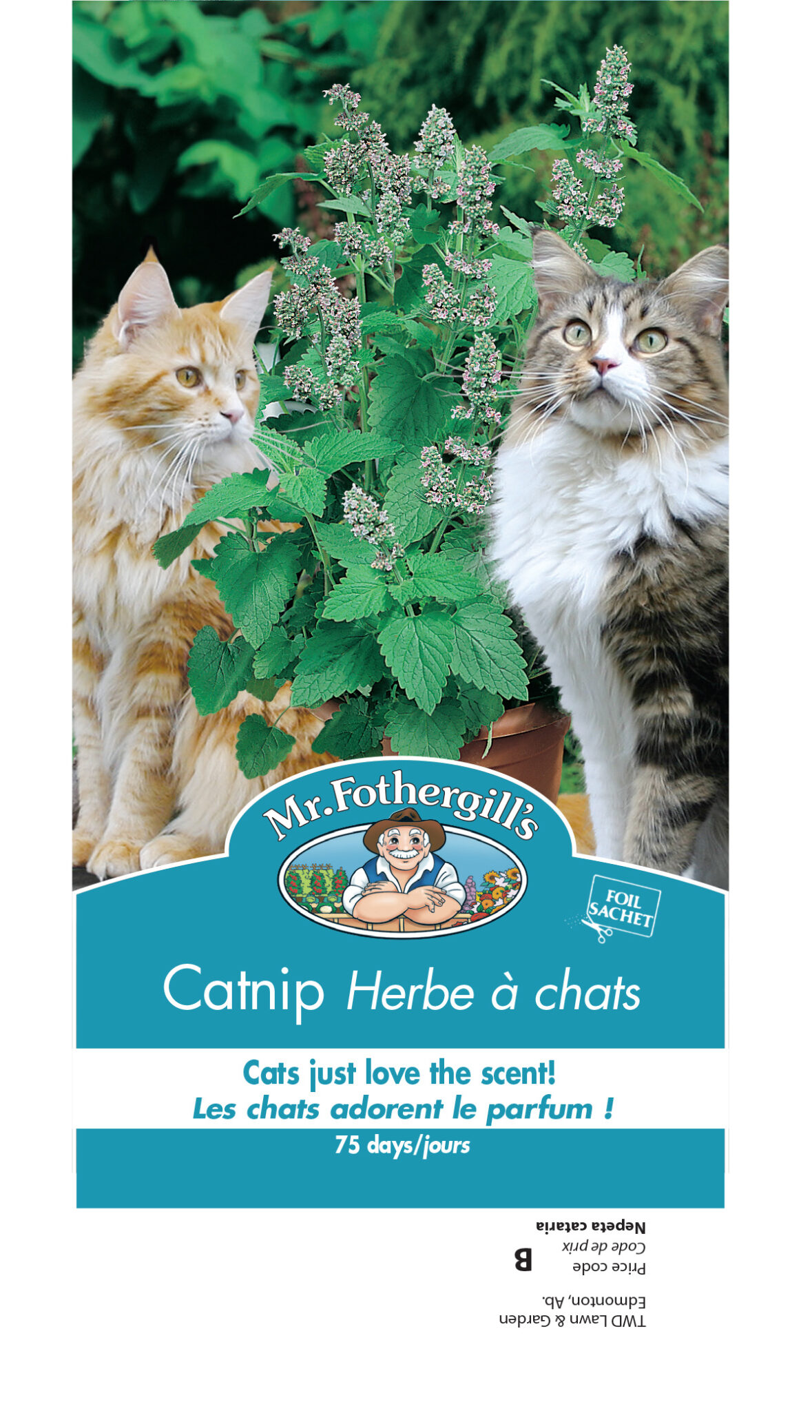 Herbe à chat, Chataire