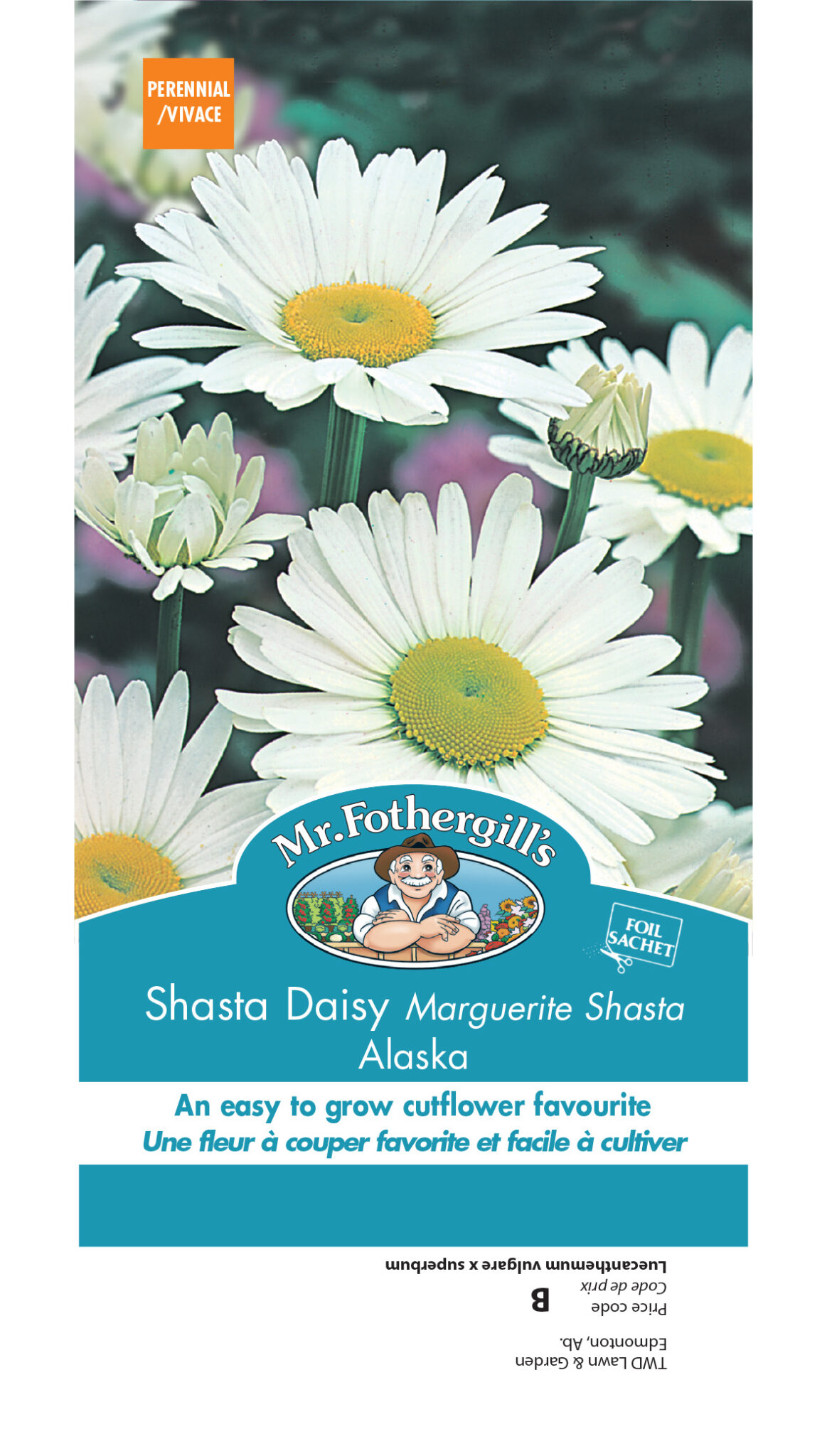 Marguerite blanche Alaska MF - Gauthier fleurs et jardin
