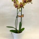 GAUPL-01 Orchidée en pot