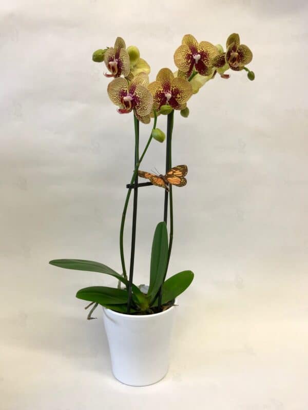  Orchidée en pot