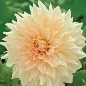 Dahlia 'Café au Lait'