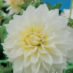 Dahlia 'Fleurel'