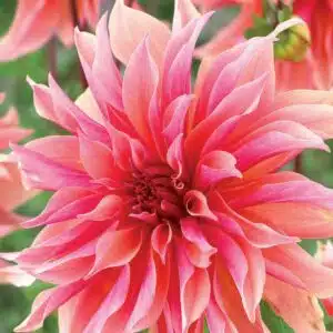 Dahlia 'Labyrinth'