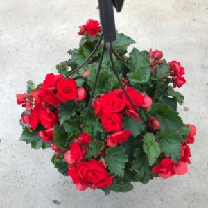 Jardinière suspendue Bégonia rouge