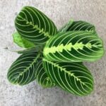 Maranta ‘Lemon Lime’