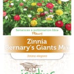 Zinnia Benary’s Giant Mix