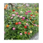 Zinnia ‘Cut and Come Again’