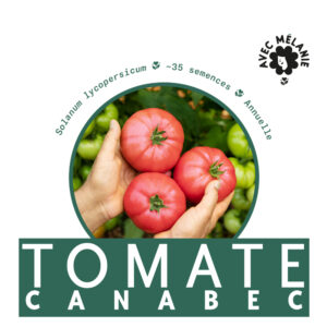 Tomate Canabec