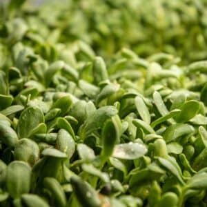 Micropousses de tournesol