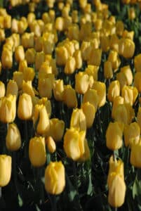 tulipes Triumph Strong Gold