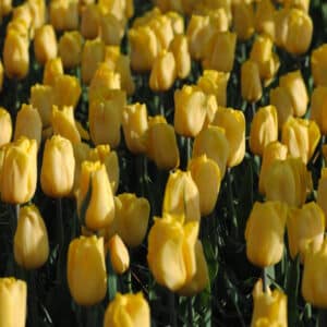 tulipes Triumph Strong Gold