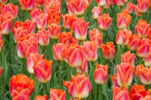 Tulipes Sunrise Dynasty