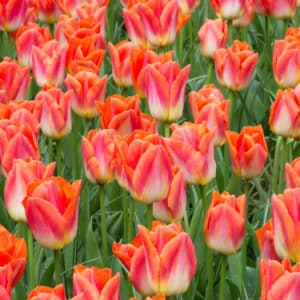 Tulipes Sunrise Dynasty