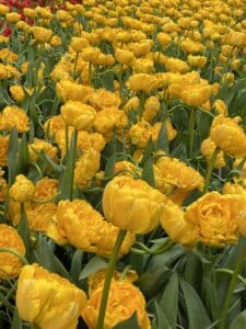 Tulipes Yellow Pomponette