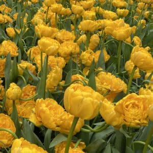 Tulipes Yellow Pomponette