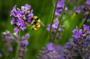 pollinisation lavande avec abeille