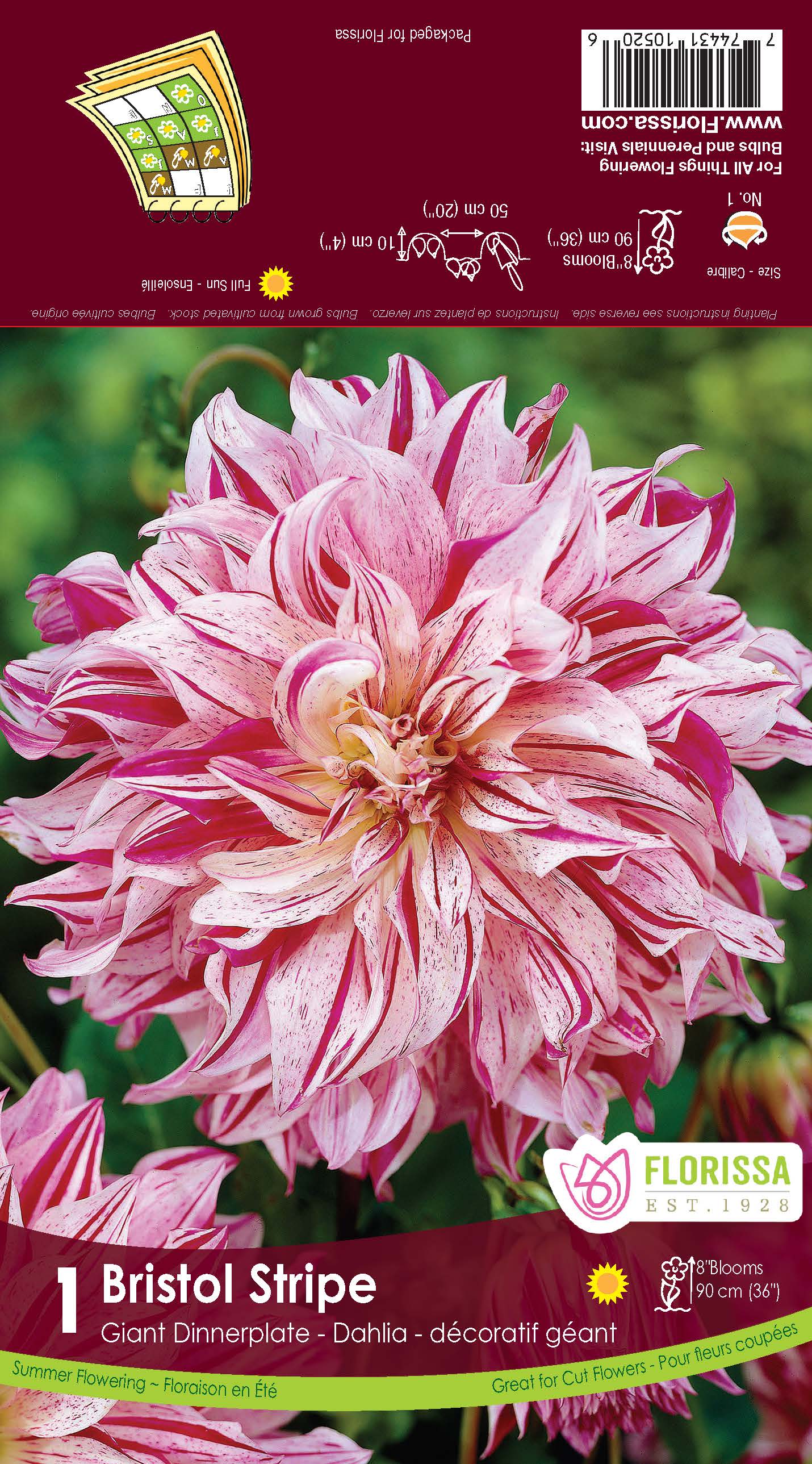 Dahlia 'Bristol Stripe'