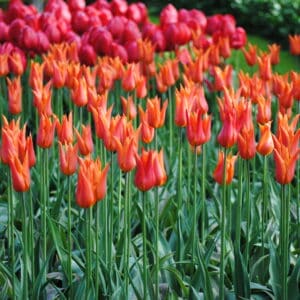 Tulipes fleur de lys Ballerina