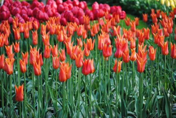 Tulipes fleur de lys Ballerina