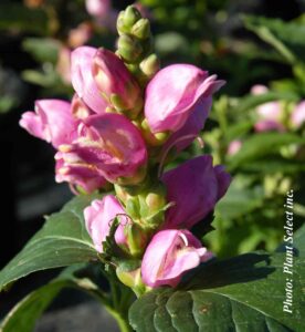 Chelone obliqua