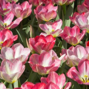 Tulipes Flaming Emperor