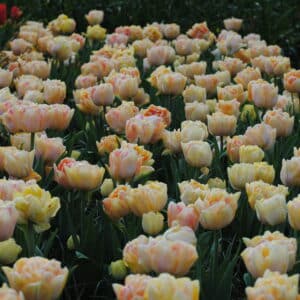 Tulipes Foxy Foxtrot