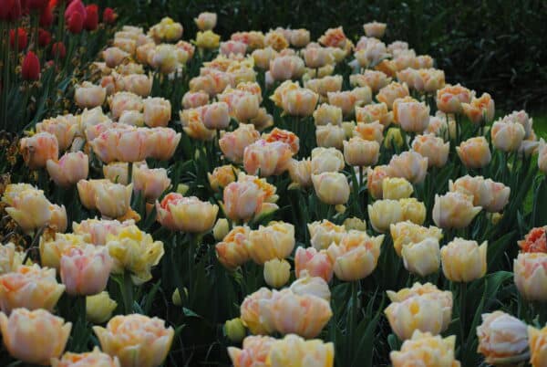 Tulipes Foxy Foxtrot