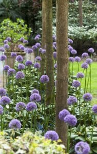 Allium Gladiator