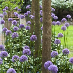 Allium Gladiator