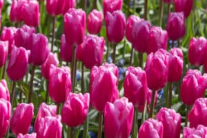 Tulipes Jumbo Pink