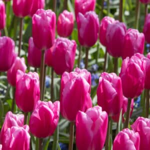 Tulipes Jumbo Pink