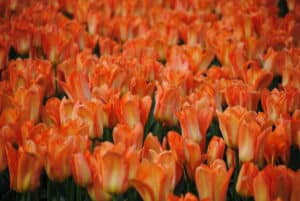 Tulipes Orange Emperor