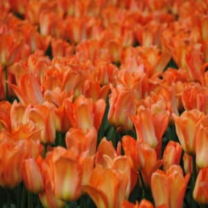 Tulipes Orange Emperor