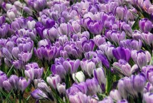 Crocus Pickwick