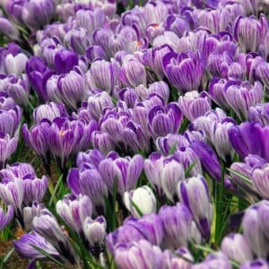 Crocus Pickwick