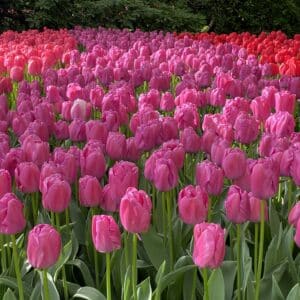 Tulipes Purple Pride