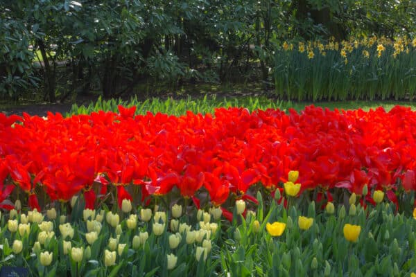 Tulipes Red Emperor