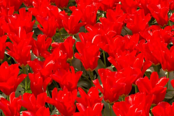 Tulipes Red Emperor