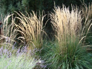 Calamagrostis