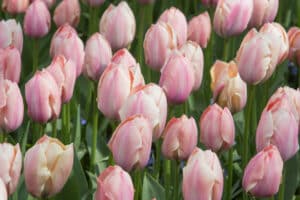 Tulipes Salmon van Eijk