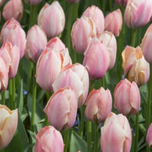 Tulipes Salmon van Eijk