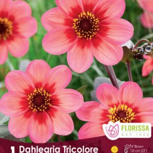 Dahlia 'Dahlegrina Tricolore'