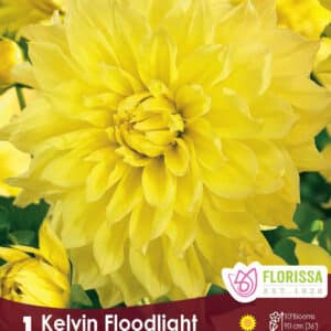 Dahlia 'Kelvin Floodlight'