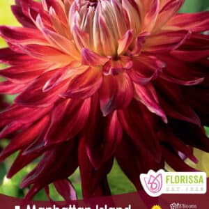 Dahlia 'Manhattan Island'